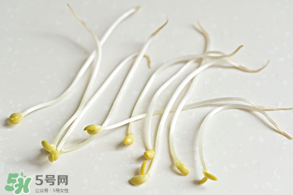 黃豆芽能做餡料嗎？黃豆芽餡包子怎么做？