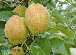 香梨怎么保存？香梨可以放冰箱嗎？