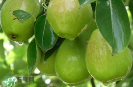 香梨怎么保存？香梨可以放冰箱嗎？