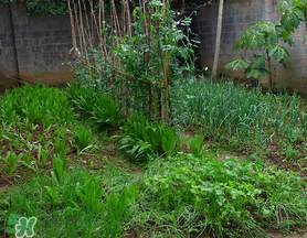 立春種什么菜？立春后種什么菜？