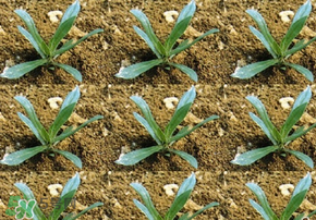 立春種什么菜？立春后種什么菜？