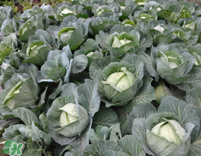 立春種什么菜？立春后種什么菜？