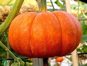 立春為什么吃南瓜？立春后能吃南瓜嗎？