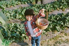 春天可以去摘草莓嗎？春天有草莓摘嗎？