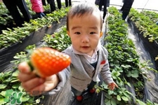 剛摘的草莓如何保存？剛摘的草莓怎么保鮮？