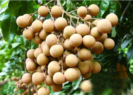 桂圓皮長霉了能吃嗎？桂圓皮發(fā)霉了里面可以吃嗎？