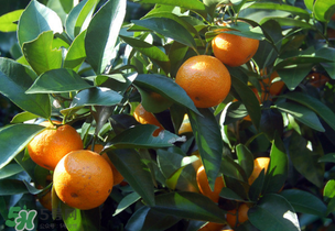 沙糖桔多少錢一斤？沙糖桔多少錢一斤2017？