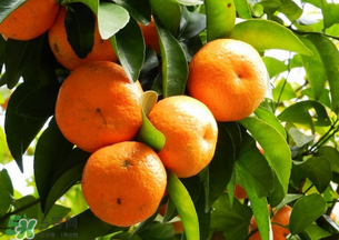 沙糖桔多少錢一斤？沙糖桔多少錢一斤2017？