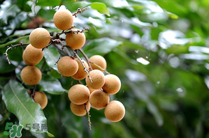 龍眼一天吃多少合適？每天吃幾個龍眼合適？