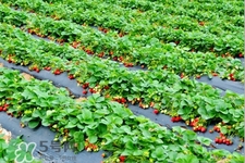 摘草莓是什么季節(jié)？幾月份可以摘草莓？