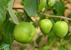 吃青棗會拉肚子嗎？拉肚子可以吃青棗嗎？