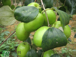 吃青棗會拉肚子嗎？拉肚子可以吃青棗嗎？