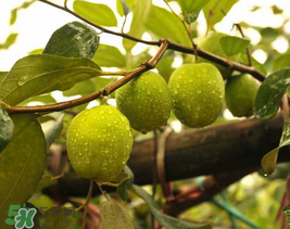 來月經(jīng)可以吃青棗嗎？月經(jīng)可以吃青棗嗎？