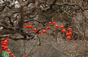 立春后種什么花？立春時(shí)開的花有哪些？