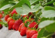 摘草莓是什么季節(jié)？幾月份可以摘草莓？