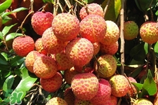 吃荔枝會(huì)酒駕嗎？為什么吃荔枝會(huì)酒駕？