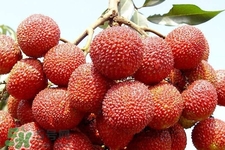 吃荔枝會(huì)過敏嗎？吃荔枝過敏怎么辦？