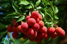 初春有荔枝吃嗎？立春后有荔枝吃嗎？