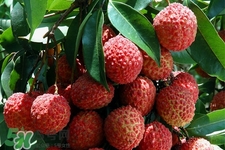 孕婦可以吃荔枝嗎？懷孕了能吃荔枝嗎？