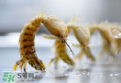 皮皮蝦可以生吃嗎?皮皮蝦生吃做法大全 皮皮蝦可以生吃嗎?皮皮蝦生吃做法大全