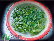 香菜煮水洗腎是真的嗎？香菜煮水洗腎是真的嗎