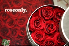 roseonly是怎么火起來的？roseonly值得買嗎？