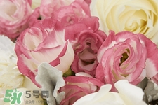 roseonly是怎么火起來的？roseonly值得買嗎？