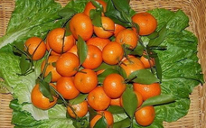 冰糖橘熱量高嗎？吃冰糖橘會(huì)發(fā)胖嗎？