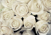 情人節(jié)能送白玫瑰嗎？情人節(jié)送白玫瑰好嗎？