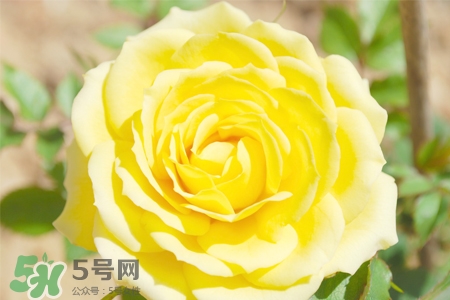 情人節(jié)可以送黃玫瑰嗎？情人節(jié)送黃玫瑰好嗎？