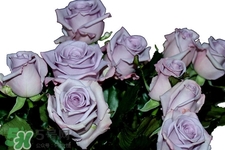 情人節(jié)可以送紫玫瑰嗎？情人節(jié)送紫玫瑰好嗎？