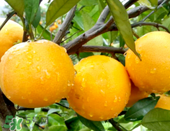 冰糖橙價格多少錢一斤？冰糖橙多少錢一斤2017？