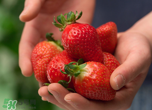 小孩咳嗽可以吃草莓嗎？小孩發(fā)燒可以吃草莓好？