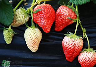 小孩咳嗽可以吃草莓嗎？小孩發(fā)燒可以吃草莓好？