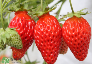 寶寶吃草莓會過敏嗎？寶寶吃草莓過敏怎么辦？