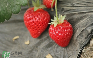 寶寶吃草莓會過敏嗎？寶寶吃草莓過敏怎么辦？