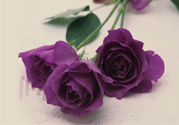 送紫玫瑰有什么含義？紫色玫瑰代表什么意思？