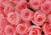 情人節(jié)可以送粉玫瑰嗎？情人節(jié)送粉玫瑰好嗎？
