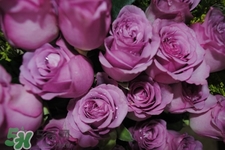 鮮花怎么養(yǎng)？鮮花怎么養(yǎng)放的比較久？