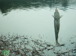 初春什么時候可以釣魚？初春釣魚技巧