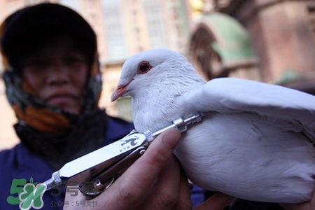 禽流感期間能吃鴿子嗎？吃鴿子會(huì)得禽流感嗎？