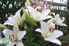 百合花怎么養(yǎng)？百合花在家怎么養(yǎng)？