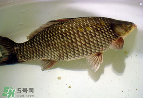 春天釣鯽魚用什么餌料？春天釣鯽魚餌料配方