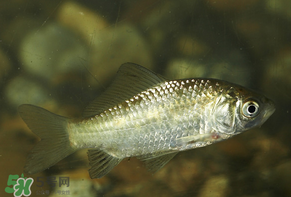 春天釣鯽魚用什么餌料？春天釣鯽魚餌料配方