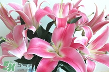 百合花能放花瓶里養(yǎng)嗎？百合花在花瓶里怎么養(yǎng)？