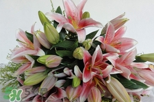 養(yǎng)百合花用什么水？養(yǎng)百合花水里放什么？