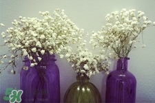 滿天星在花瓶里怎么養(yǎng)？滿天星買回來要養(yǎng)水嗎？