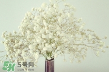 滿天星在花瓶里怎么養(yǎng)？滿天星買回來要養(yǎng)水嗎？