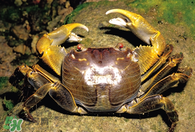 春天吃螃蟹應(yīng)該選公的好還是母的好？春天螃蟹是公的好還是母的？