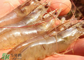 凍蝦發(fā)黑能吃嗎？變黑的凍蝦還能吃嗎？